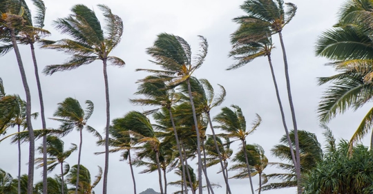 palm trees blowing in the wind